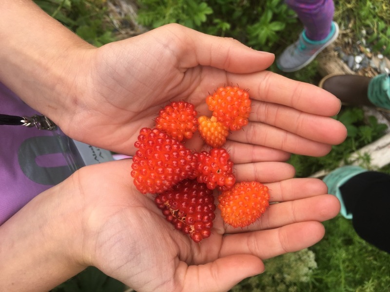 Washington Berries: A person holding several large edible berries found near Leavenworth, WA.