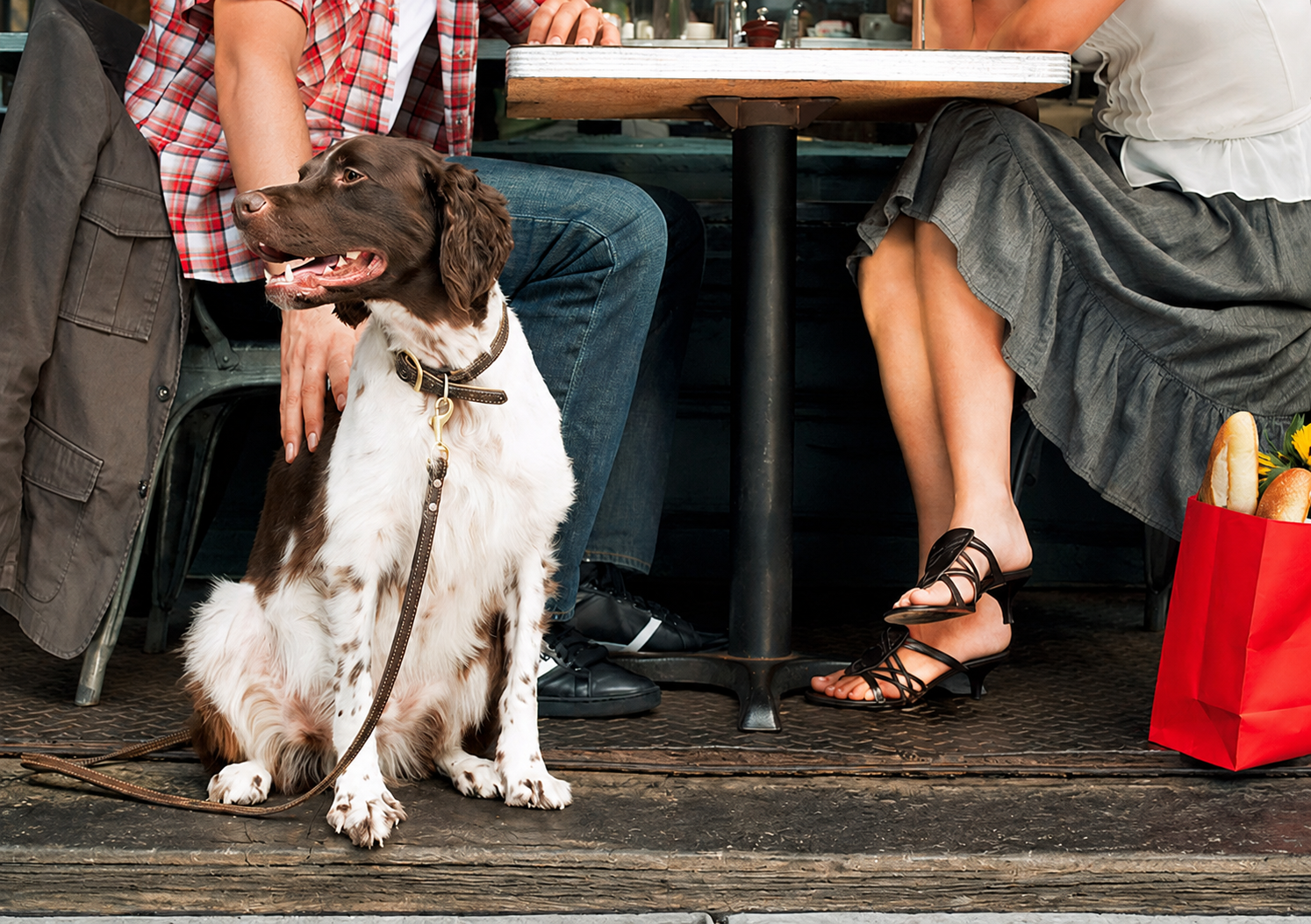 Dog relaxing beside guests at a restaurant table